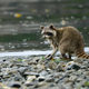 Raccoon foraging on red rock crabs in the Gulf Islands of British Columbia. All native large carnivores have been extirpated from these islands, freeing raccoons to strongly impact their terrestrial and marine prey. Credit: Shanna Baker, Hakai Magazine.
